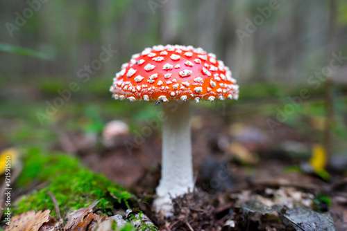red amanita close-up on a nature background