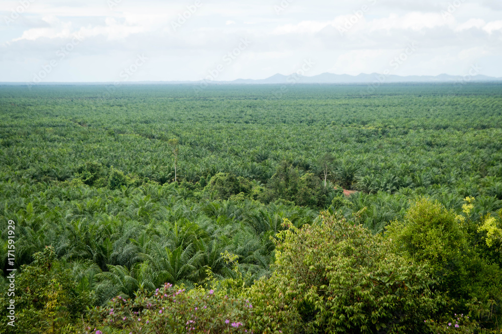 palm plantation palm plantation