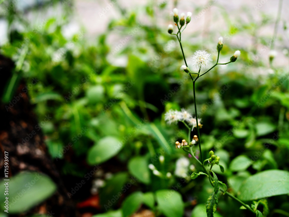 Small white fluffy ball shape grass flower stem shoot sprout, with blurred green leaf weed plant, dry fallen leaves, and dark black brown tree trunk base bark background Small white fluffy ball shape grass flower stem shoot sprout, with blurred green leaf weed plant, dry fallen leaves, and dark black brown tree trunk base bark background