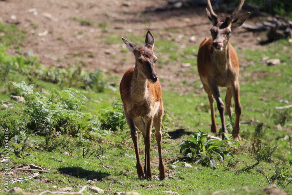 Obraz premium Cerfs
