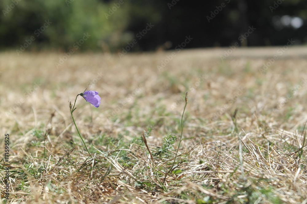 Lonely Flower Lonely Flower