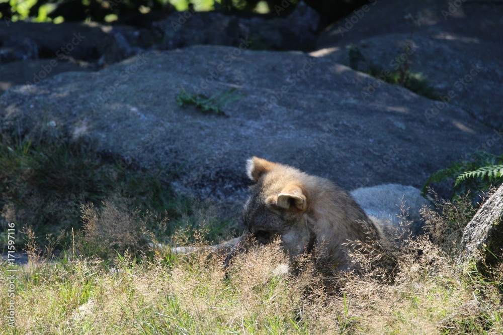 Fototapeta premium Loup