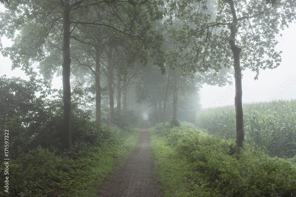 Rural pathway with trees in the mist. Rural pathway with trees in the mist.