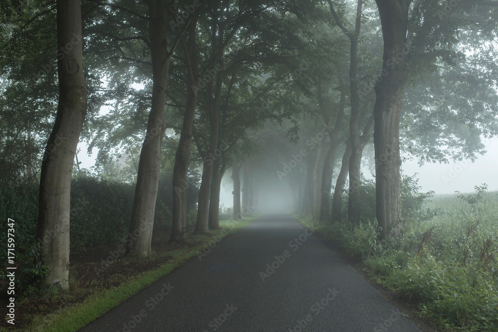 Country road in the mist with trees along both sides.