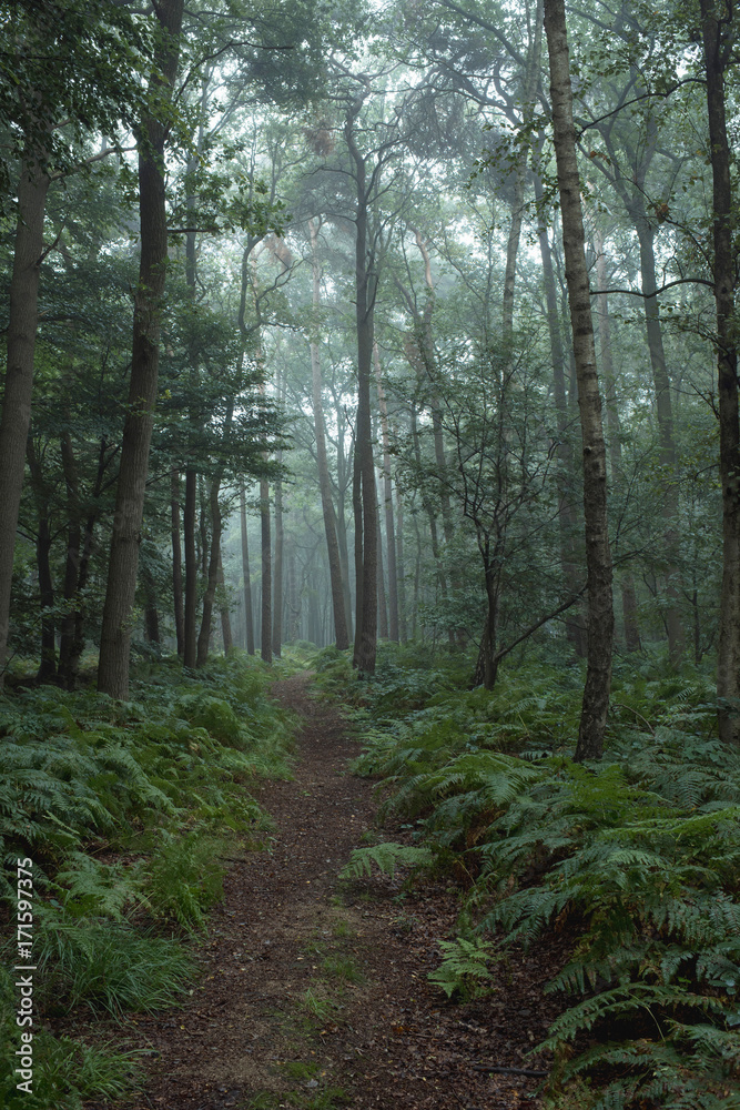 Pathway through ferns in misty forest. Pathway through ferns in misty forest.