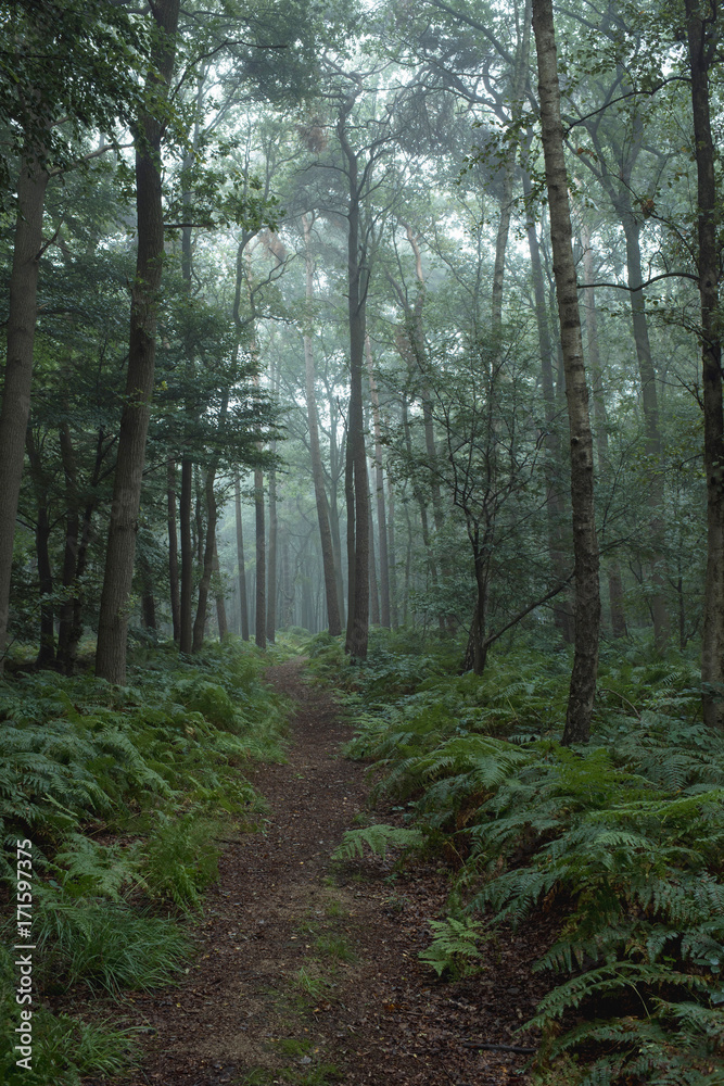 Pathway through ferns in misty forest.