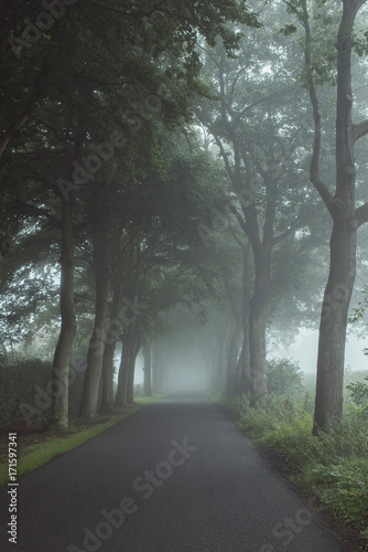 Country road in the mist with trees along both sides.