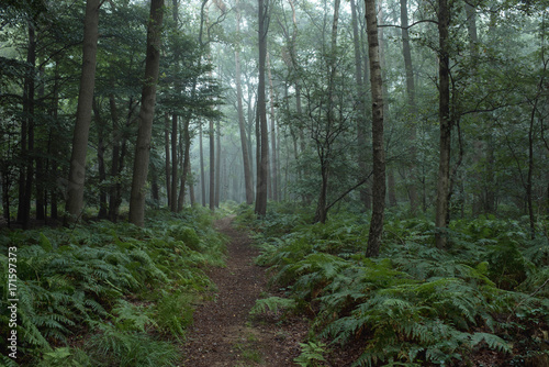 Pathway through ferns in misty forest.