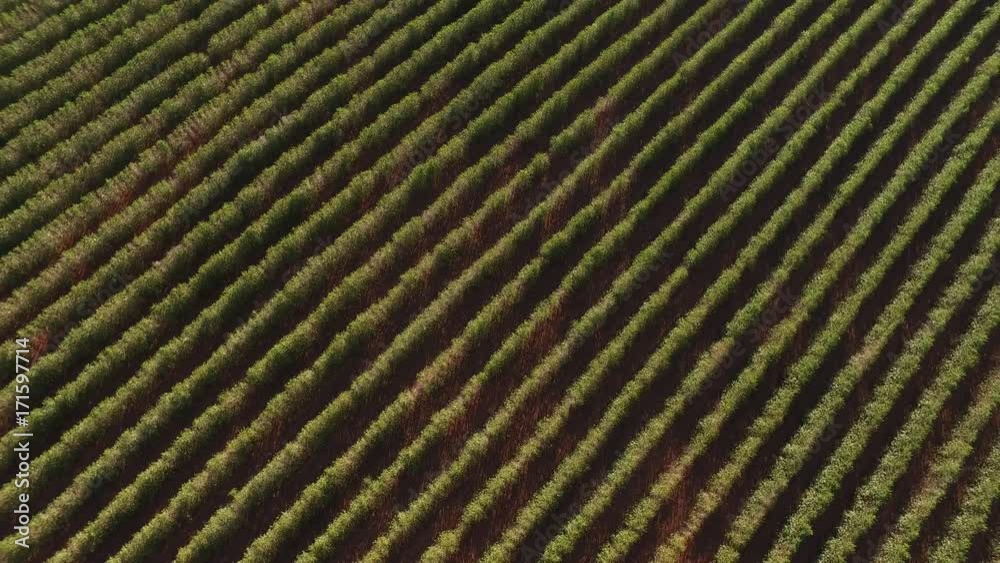 Aerial view coffee plantation in Minas Gerais state - Brazil Aerial view coffee plantation in Minas Gerais state - Brazil