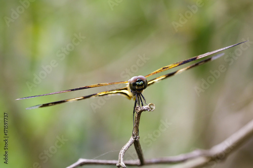 Image of Variegated Flutterer Dragonfly  Rhyothemis variegata  on nature background. Insect Animal