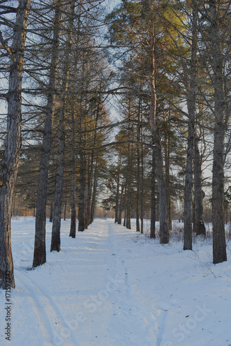 trail day beauty light frozen outdoors scene sunlight outdoors season sun wood frost pine park woods birch winter forest snow tree nature landscape trees cold white 