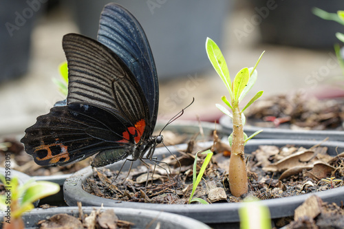 Image of great mormon butterfly(Papilio memnon agenor Linnaeus,1758) on nature background. Insect Animal photo