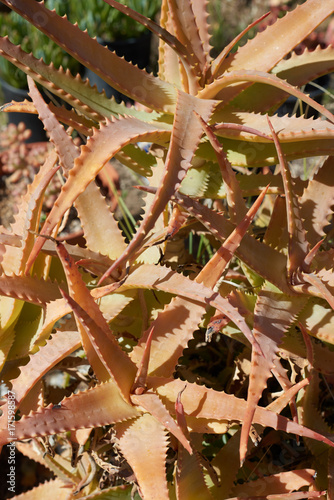 Aloe Plants