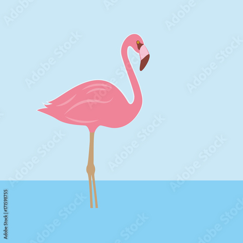 flamingo im wasser