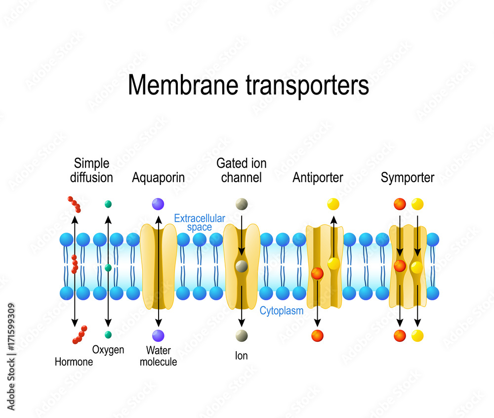 Types of a channel in the cell membrane vector de Stock Adobe Stock