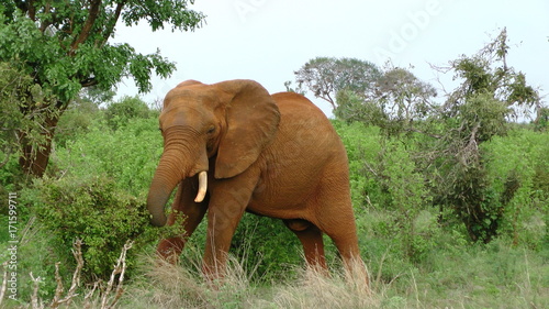 Elefanten in Afrika photo