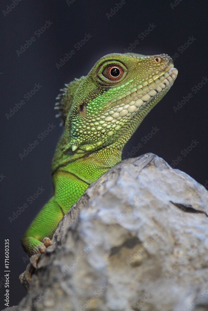 Fototapeta premium iguana
