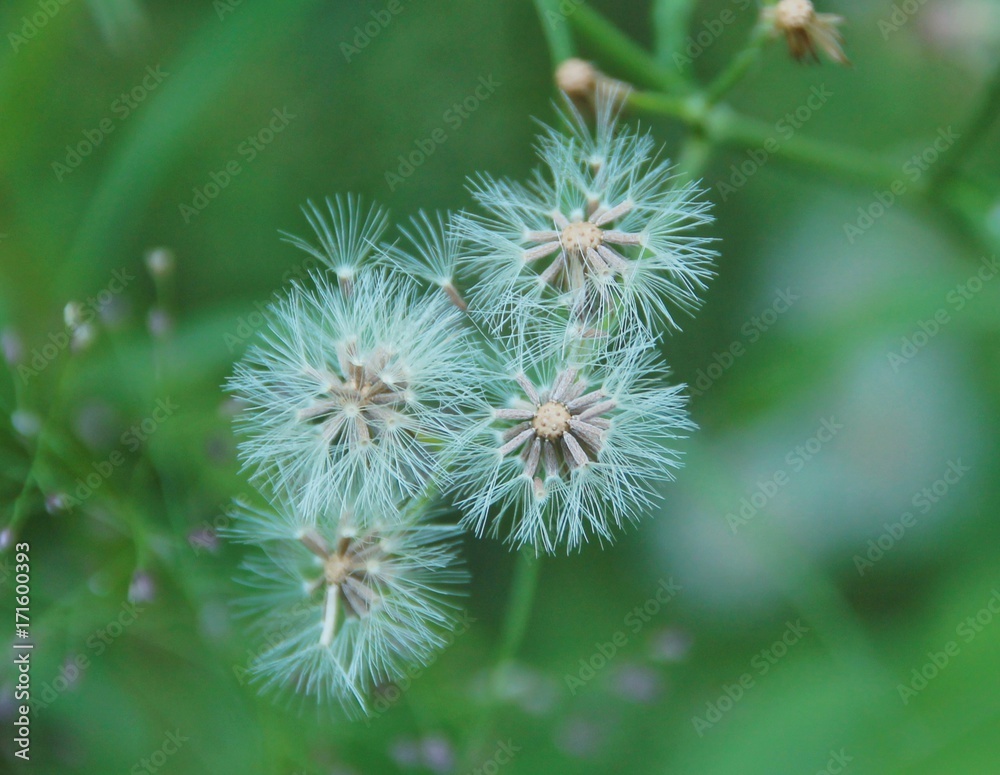 Dandilion Dandilion