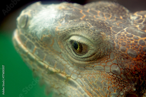 iguana © Cozyta