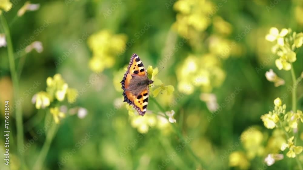 Butterfly closeup on a flower in slow motion