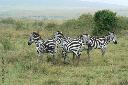 Zebra in Afrika photo