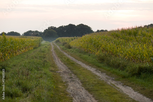 Weg im Maisfeld