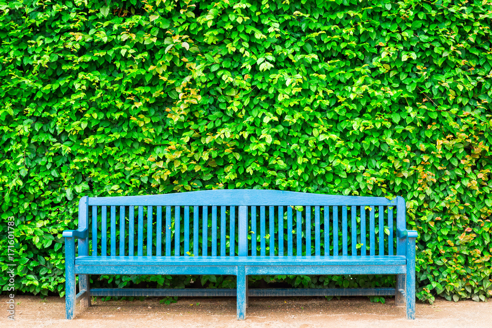 Blue bench against green leaf hedge, foliage background Blue bench against green leaf hedge, foliage background