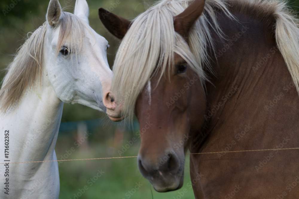 Obraz premium Chevaux