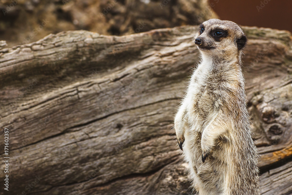 Fototapeta premium Portrait of standing meerkat (Suricata suricatta) guarding.