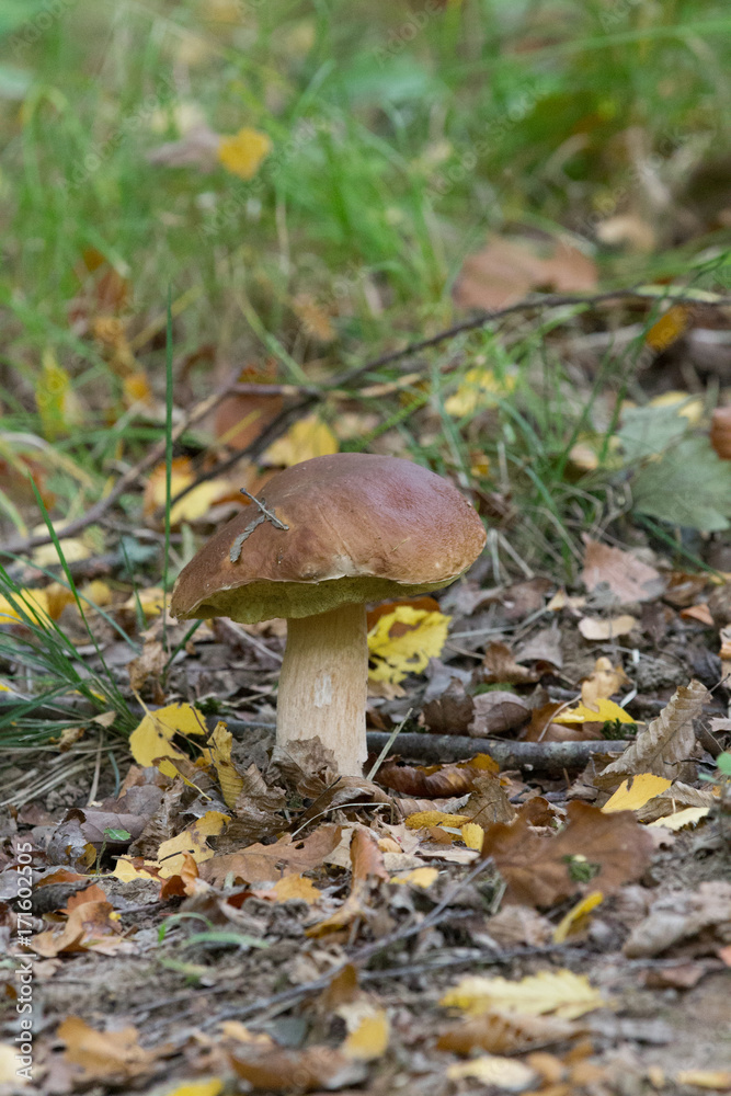 Fototapeta premium Champignons