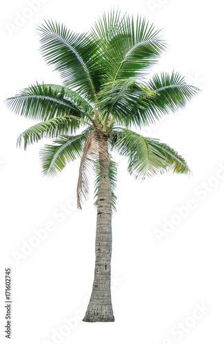 Coconut tree isolated on white background used for advertising decorative architecture. Summer and beach concept