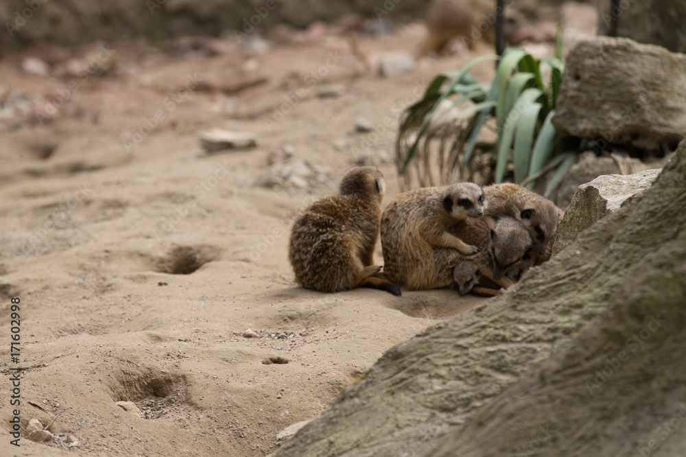 Obraz premium Suricate