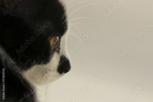 Cropped shot of a Cat. photo