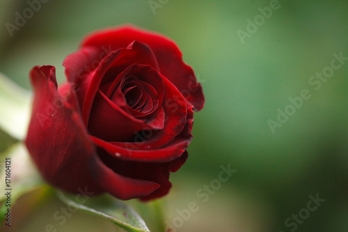 Fototapeta Naklejka Na Ścianę i Meble -  Bud of a red rose growing in the garden, close-up. Background.