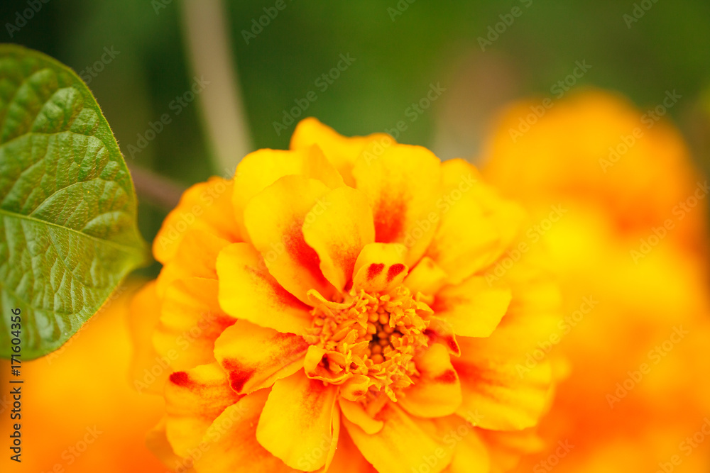 A flower of a marigold growing in the garden, close-up. Background.Tagetes A flower of a marigold growing in the garden, close-up. Background.Tagetes