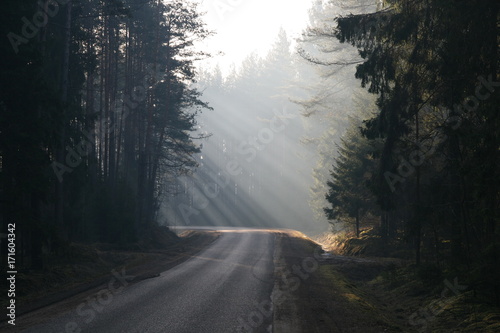 Forest road crossed by sunlight