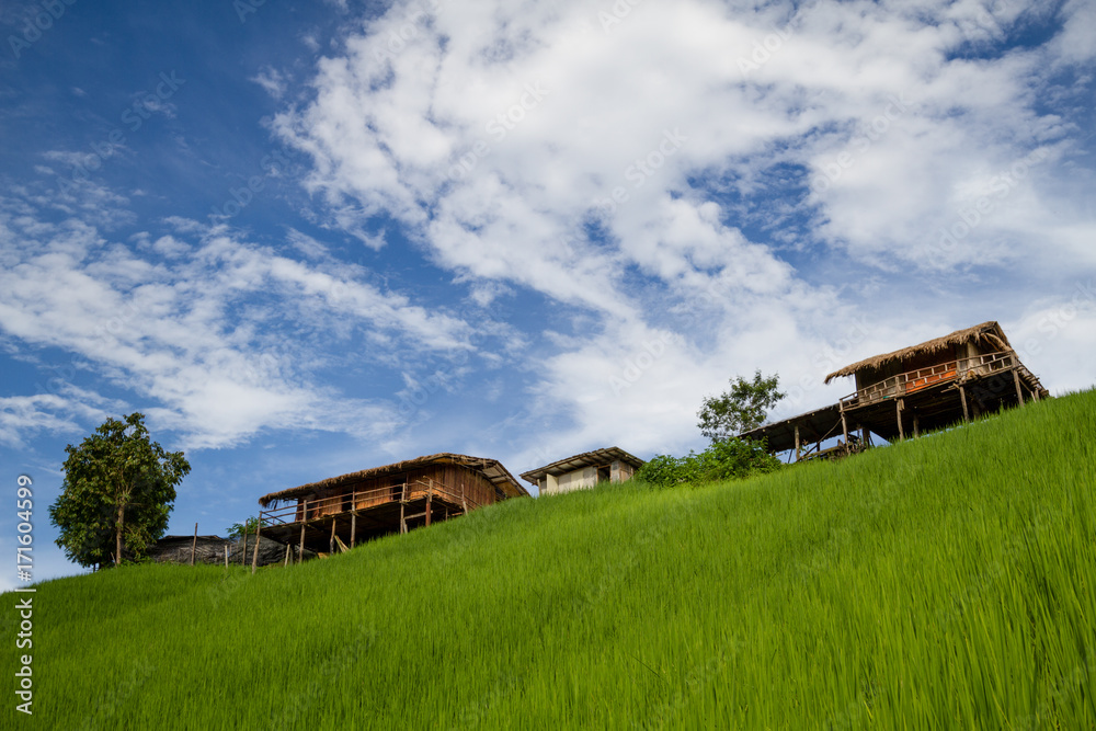Amazing low view of green paddy field with little huts on top hill and beautiful blue cloudy sky, beautiful wallpaper and background, thailand, asia Amazing low view of green paddy field with little huts on top hill and beautiful blue cloudy sky, beautiful wallpaper and background, thailand, asia