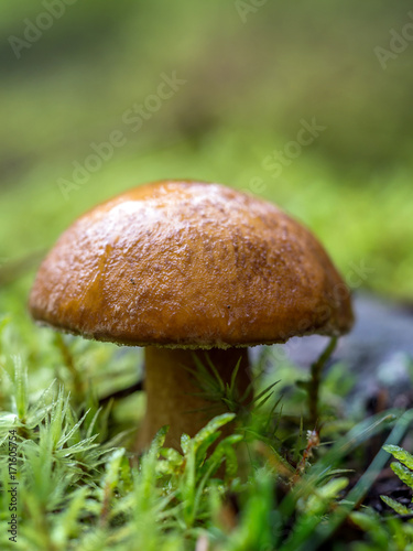 Bay boletus mushroom