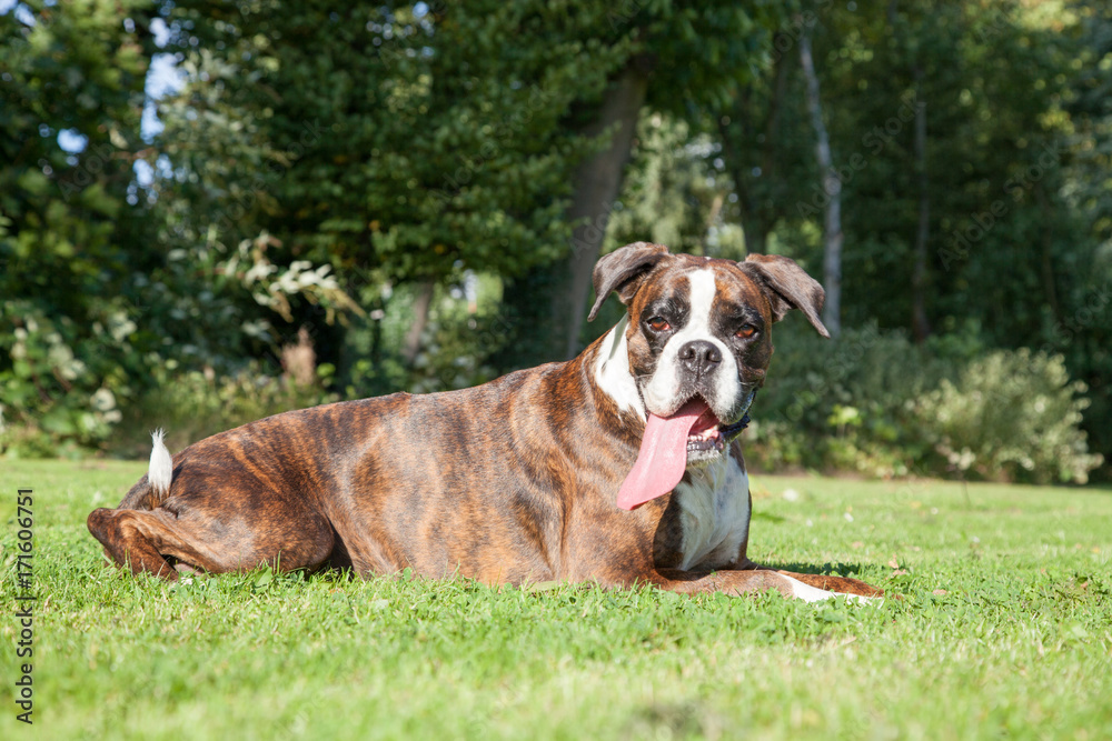 Boxer in der Sonne 