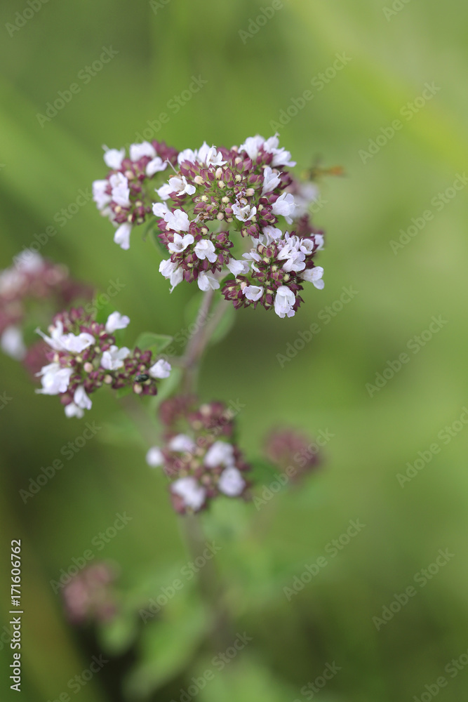 Wilder Majoran, Oregano, Echter Dost (Origanum vulgare) Blüten