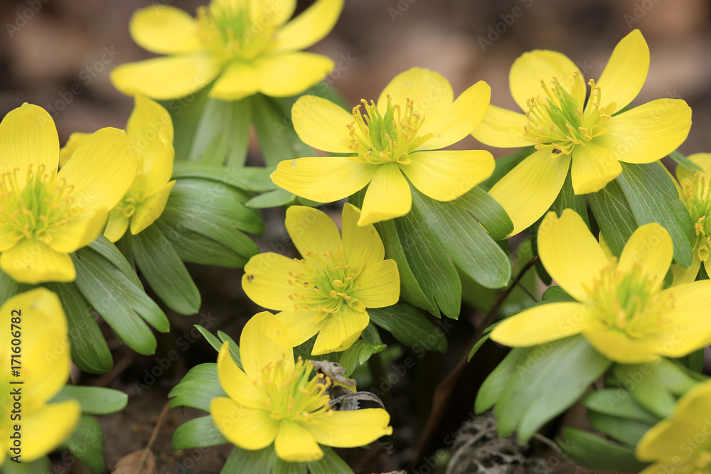 Blühende Winterlinge (Eranthis hyemalis) im Garten Blühende Winterlinge (Eranthis hyemalis) im Garten