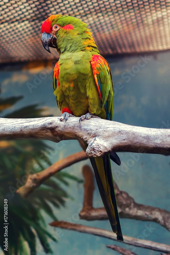 Red-Fronted Macaw photo