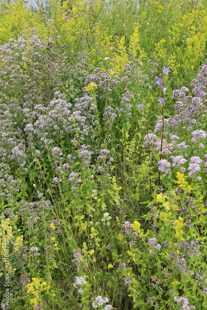 Blumenwiese mit verschiedenen Heilkräuter