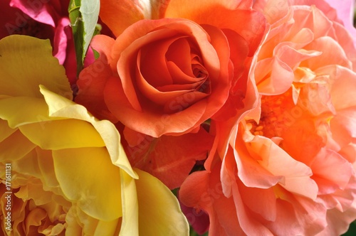 Multicolored roses