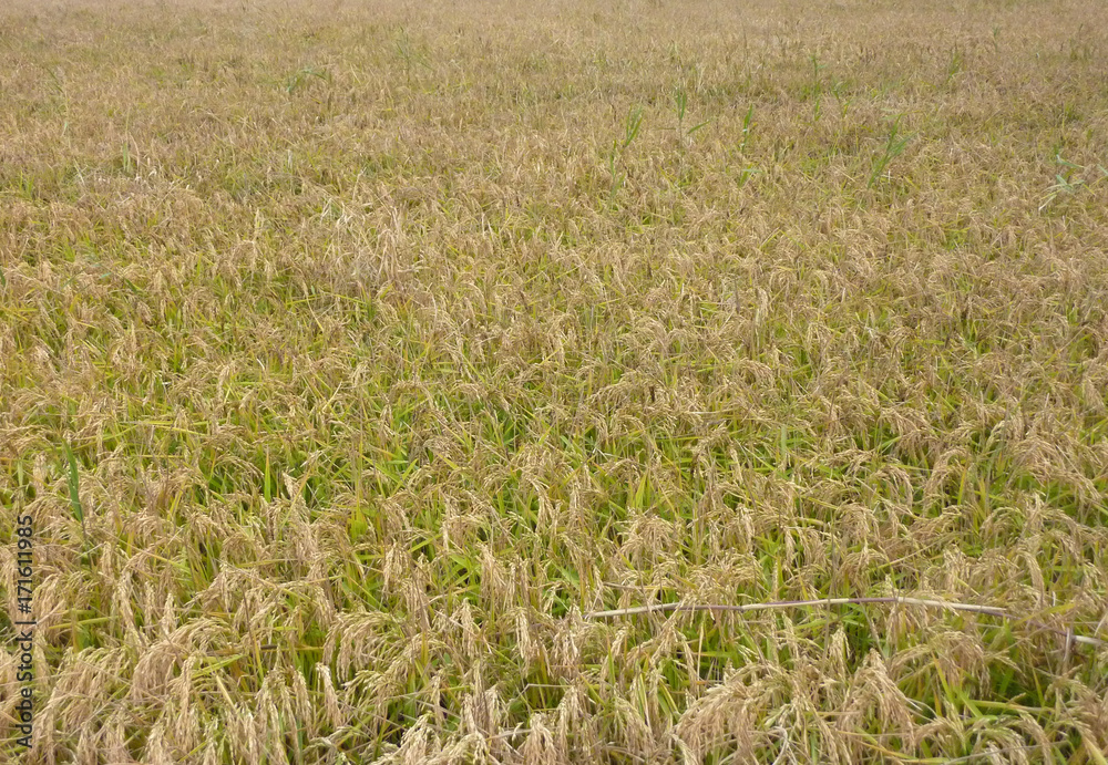 champ de riz