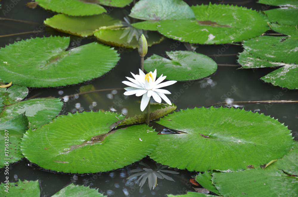 White water lilly White water lilly