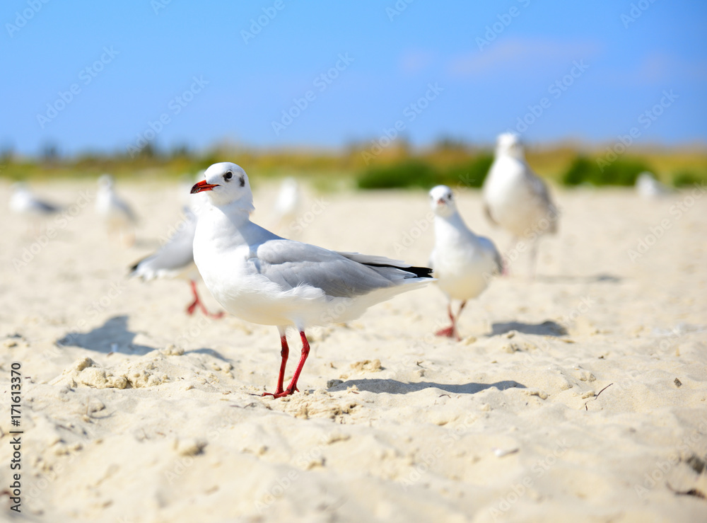 white gull walks along the sandy beach white gull walks along the sandy beach