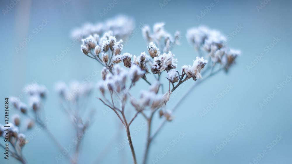 Frosted Plant