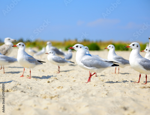  flock of white gulls