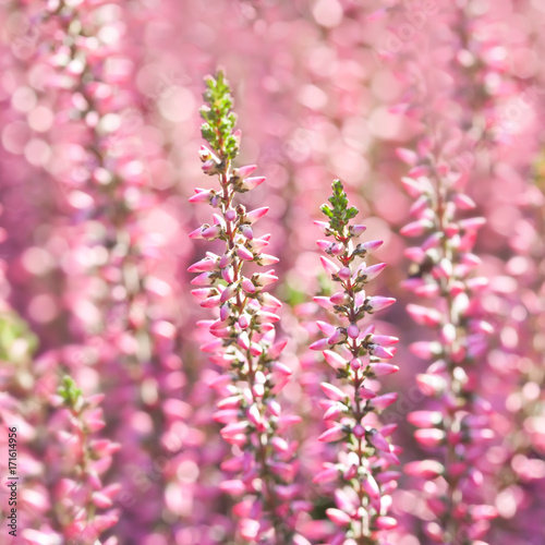 Calluna vulgaris heather violet flowers macro view. shallow depth of field. soft purple background